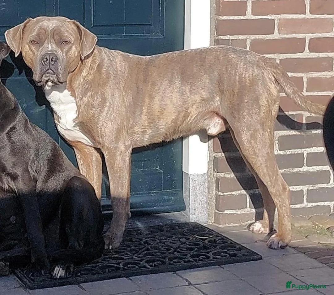 Cane Corso honden te koop: Lieve Cane Corso pups, nu 8 weken oud in Renswoude - Advertentie 13