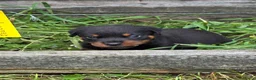 Rottweiler honden te koop: Prachtig mooie Rotweiler pups te koop! - Advertentie 9