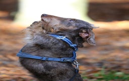 Ruwhaar Teckel honden te koop: Standaard ruwhaar teckel  - Afbeelding 9