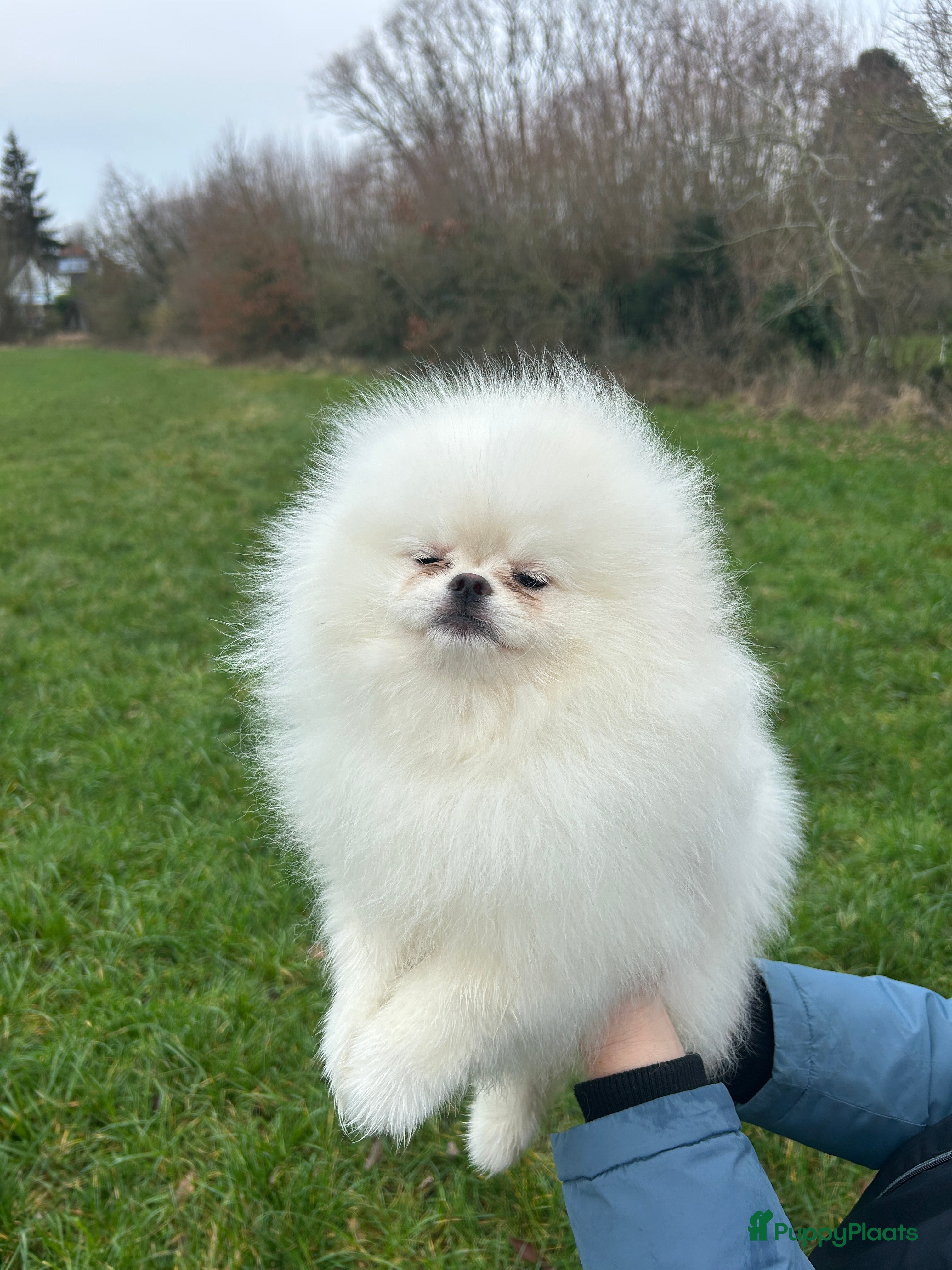 Pomeriaan honden Pomeranian❤️❤️ - Advertentie 2