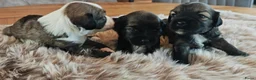 Tibetaanse Terriër honden te koop: Raszuivere Tibetaanse Terriër pups  - Advertentie 5