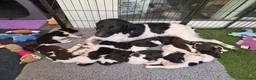Kruising honden te koop: Geweldig nestje Heidewachtel x Friese stabij pups - Advertentie 3