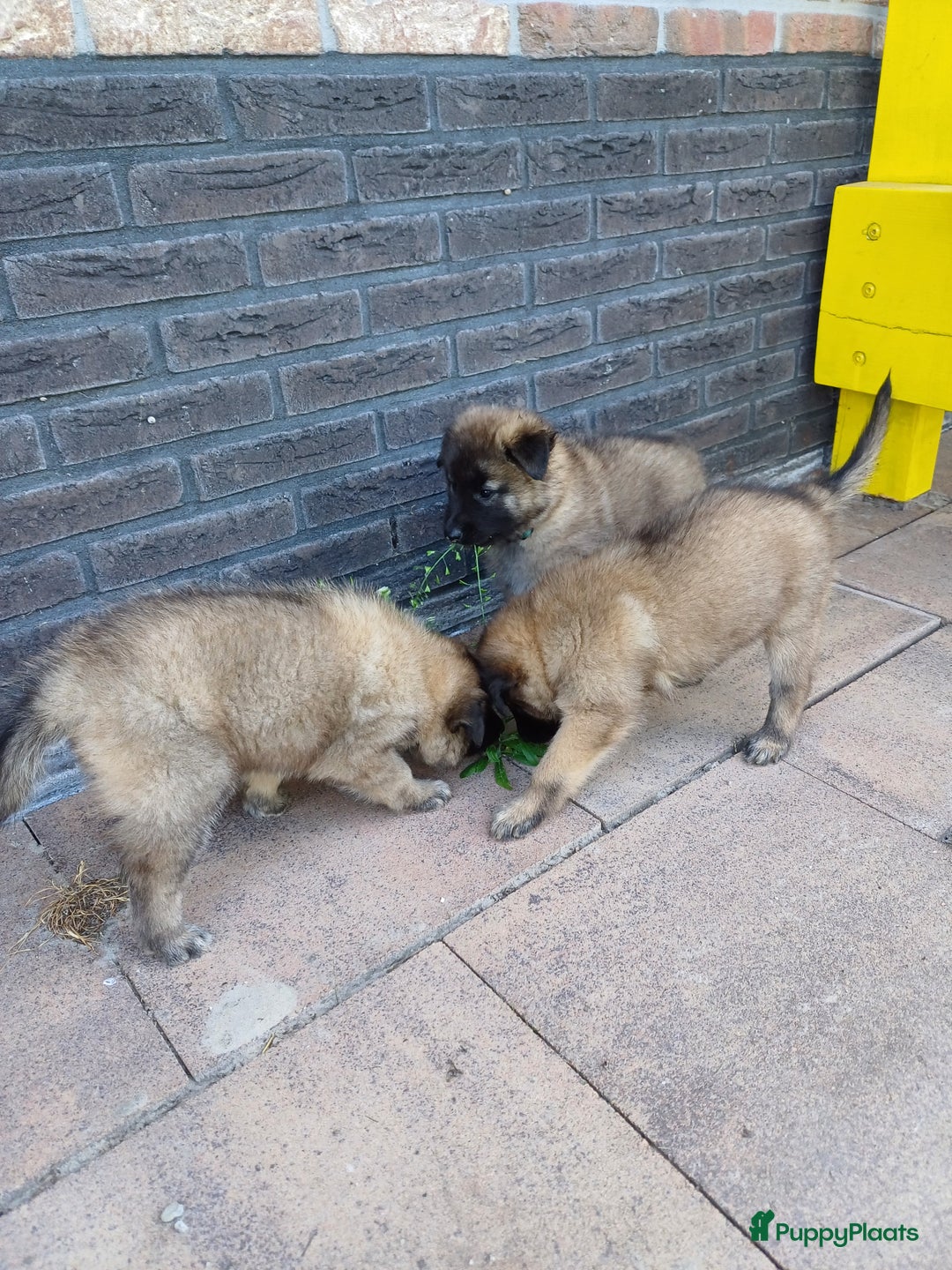 Tervuerense Herder honden te koop: Tervuerense herder pups - Afbeelding 20