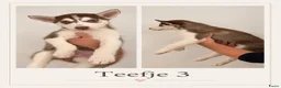 Siberische Husky honden te koop: Husky Pups - Advertentie 6