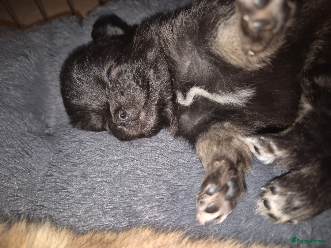 Pomchi honden te koop: Knappe reu - Advertentie 6