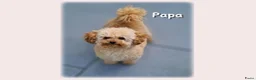 Kruising honden te koop: Prachtige Chi-doodle pups (chihuahua-toypoedel) - Advertentie 16