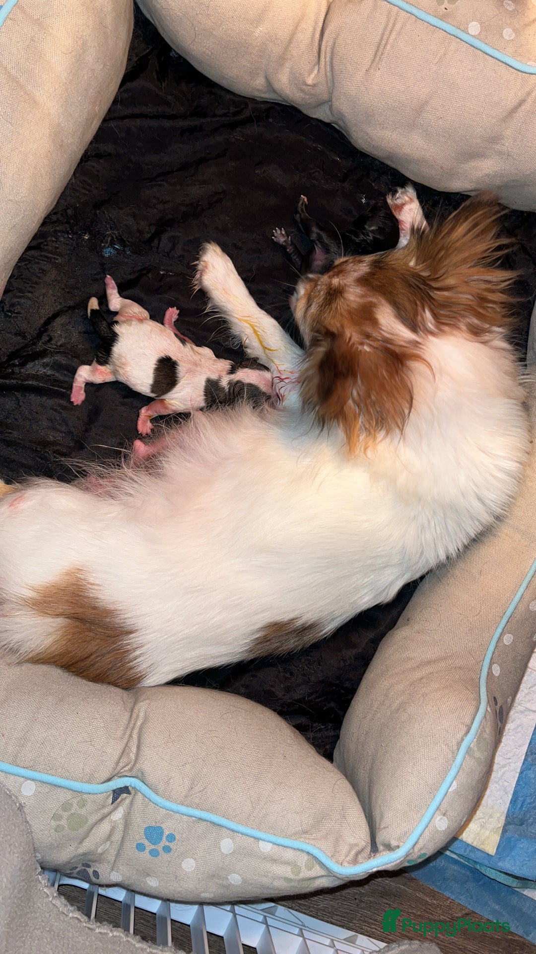 Chihuahua honden te koop: Merle chihuahua reu gereserveerd  - Afbeelding 5