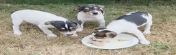 Boerenfox honden te koop: Prachtige Boerenfox pups - Advertentie 7