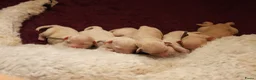 Labradoodle honden te koop: Prachtige Medium Labradoodle pups geboren  - Advertentie 11