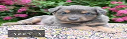 Australian Shepherd honden te koop: Australian Shepherd pups - Advertentie 19