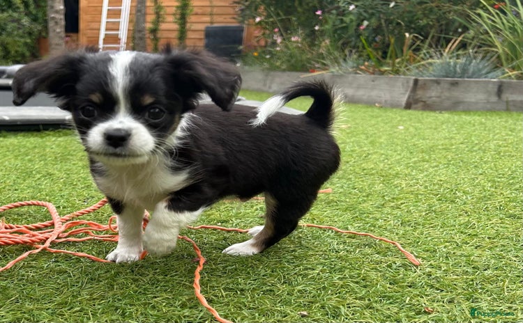 Chihuahua honden - Advertentie 3