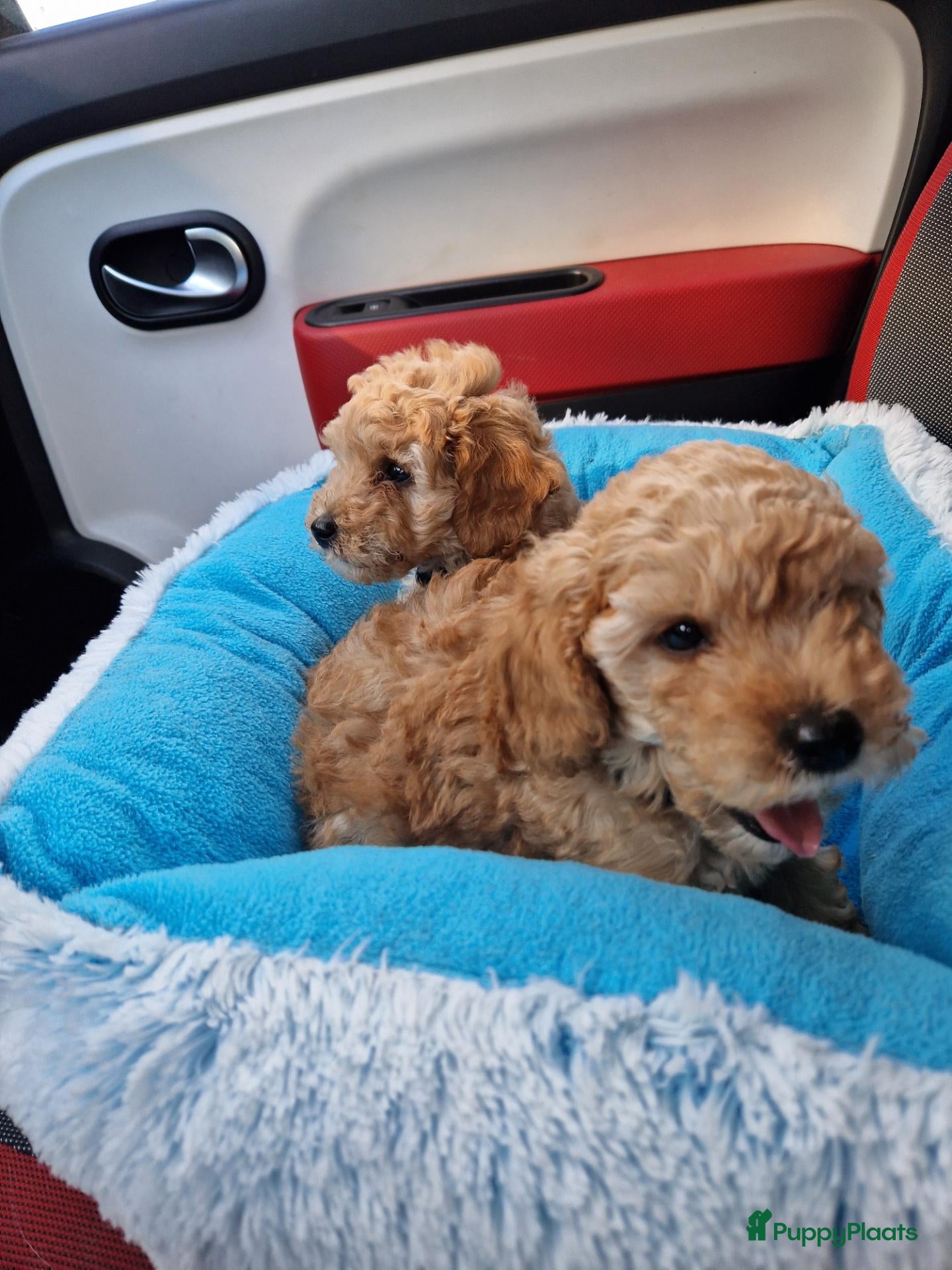 Poedel Toy honden Schattige toypoedel toy poedel pups 3 reutjes  - Advertentie 4