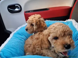 Poedel Toy honden Schattige toypoedel toy poedel pups 3 reutjes - Advertentie 4