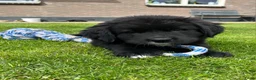Kruising honden te koop: Lieve pups 3/4 Berner en 1/4 Labrador  - Advertentie 1