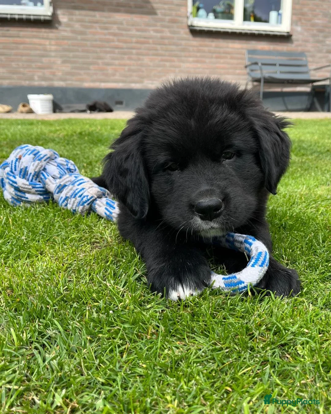 Kruising honden te koop: Lieve pups 3/4 Berner en 1/4 Labrador  - Advertentie 1