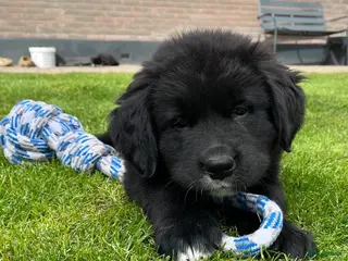 Kruising honden Lieve pups 3/4 Berner en 1/4 Labrador - Advertentie 15