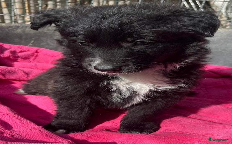 Kruising honden - Advertentie 3