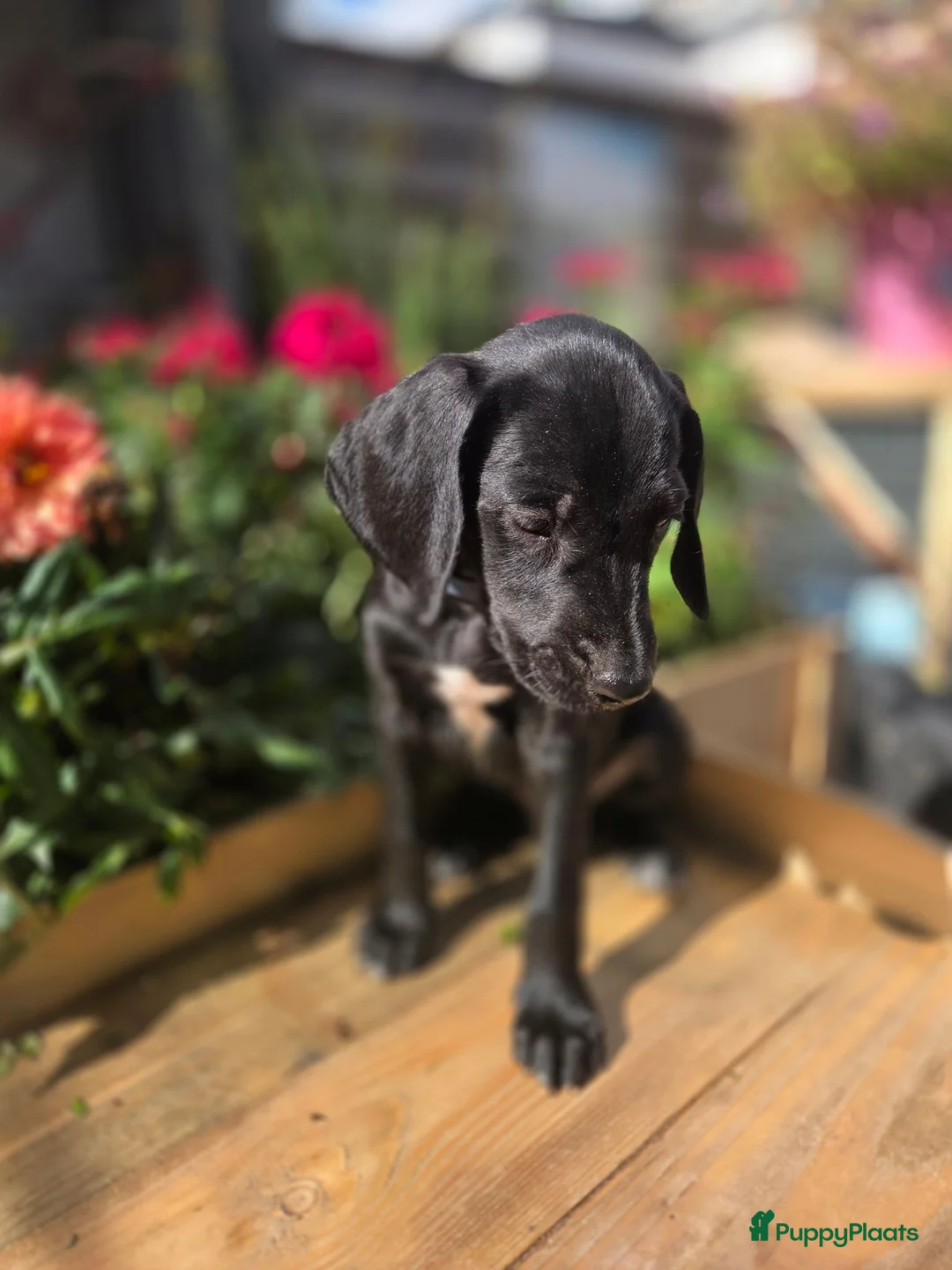 Kruising honden te koop: Nog 3 geweldige pups – Labradoodle x Dalmatiër - Advertentie 2