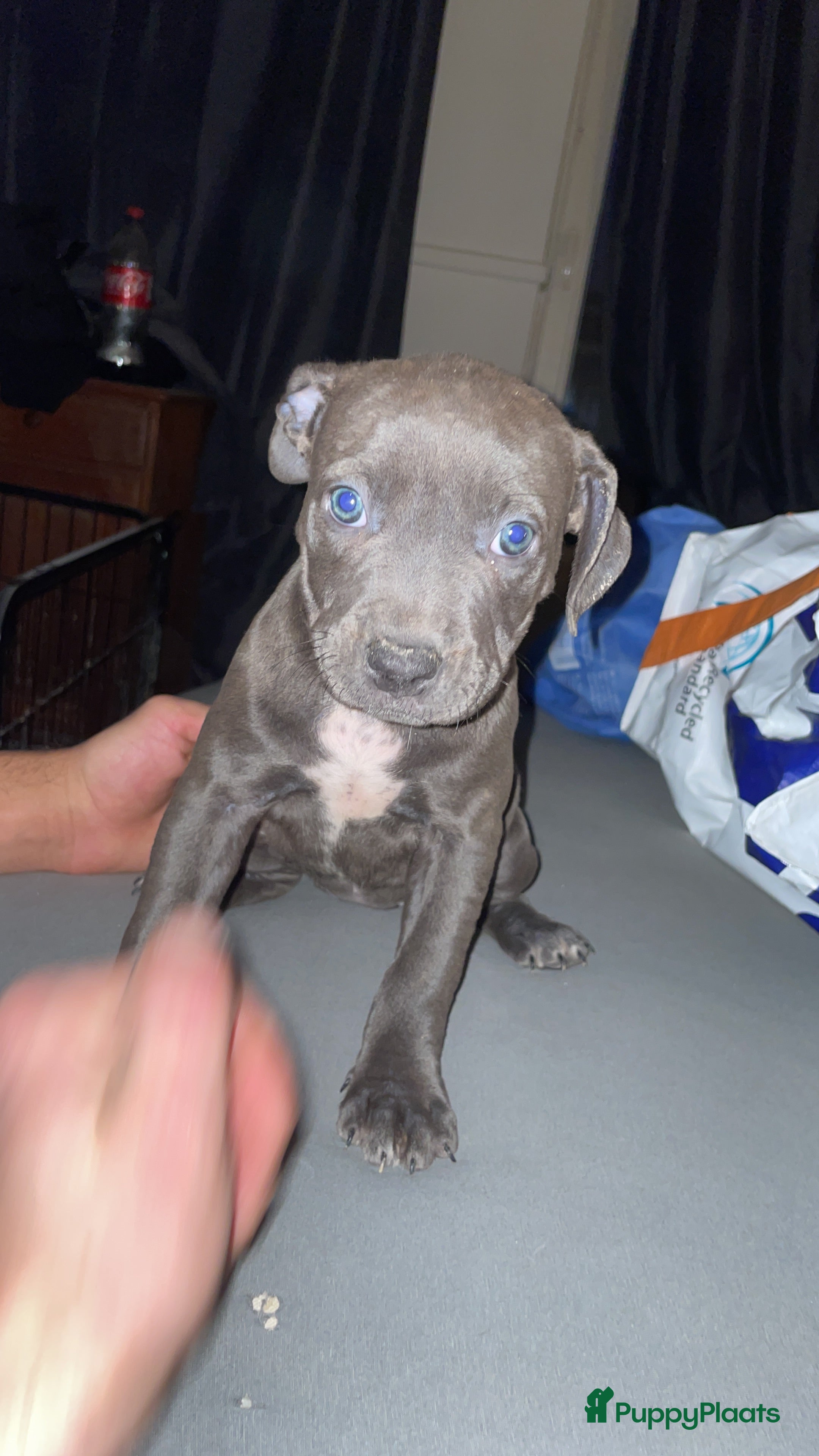 Pitbull Terriër honden Puppy for sell - Advertentie 1