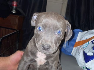 Pitbull Terriër honden Puppy for sell - Advertentie 1