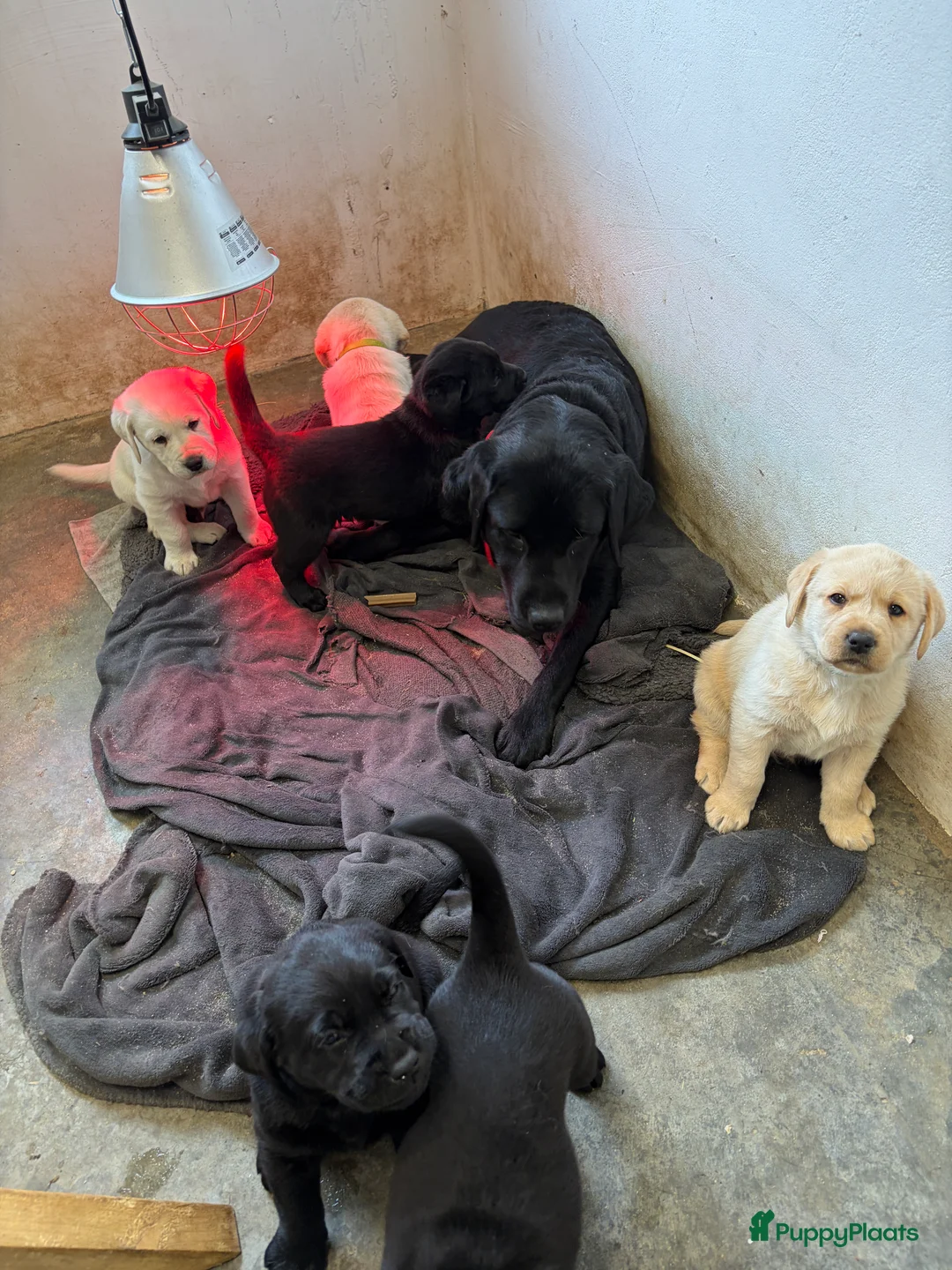 Labrador Retriever honden te koop: 6 lieve labrador pups te koop  - Advertentie 9