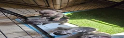 Franse Bulldog honden te koop: Franse bulldog pupjes - Advertentie 7