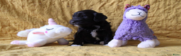 Barbet honden te koop: Barbet pups - Advertentie 16