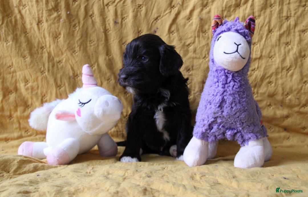 Barbet honden te koop: Barbet pups - Advertentie 16