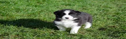 Border Collie honden te koop: Border collie puppies geboren op boerderij (BE) - Advertentie 14