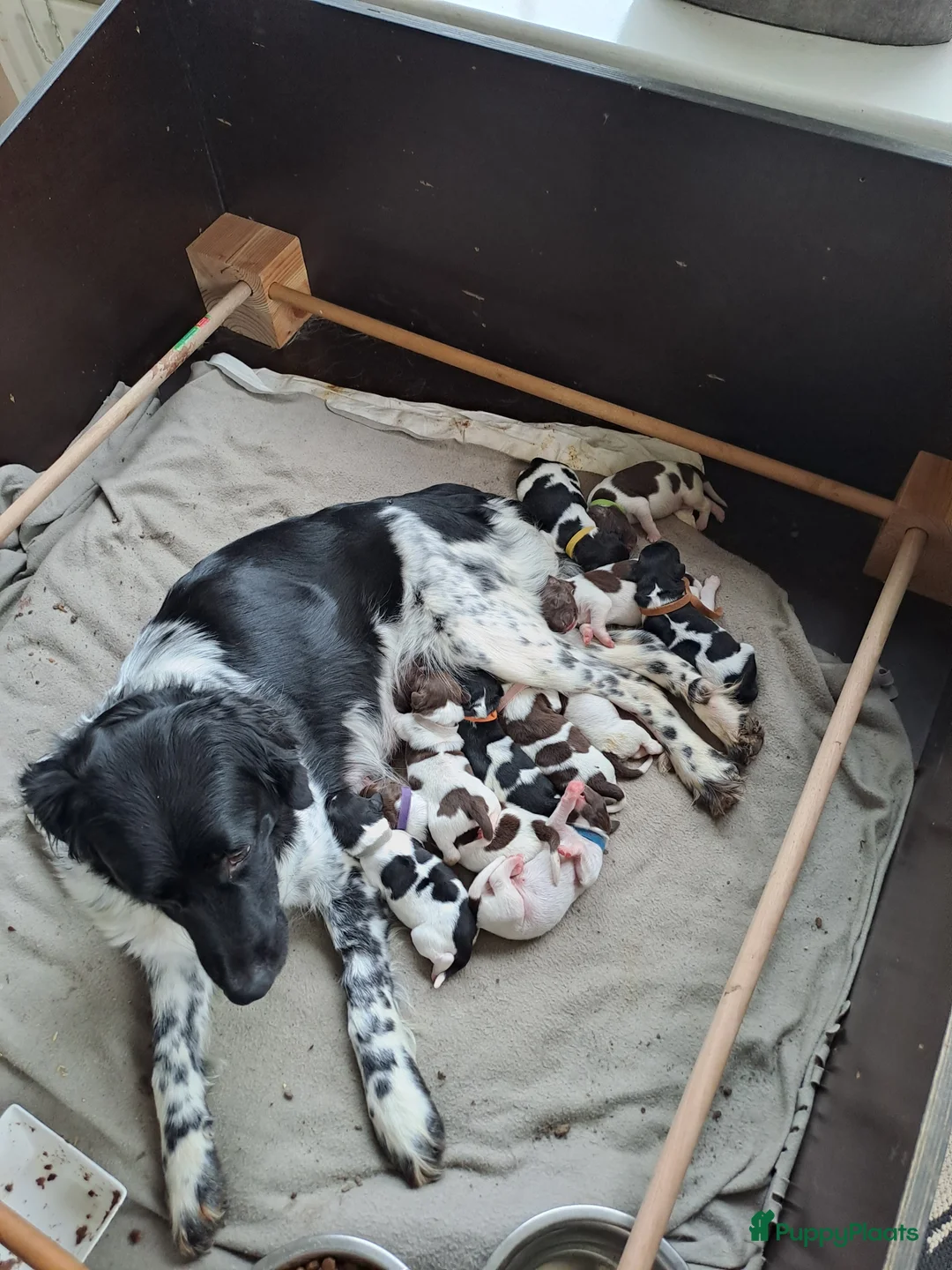 Friese Stabij honden te koop: Prachtige Friese Stabij pups in Herwijnen - Advertentie 2