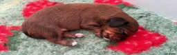 Kruising honden te koop: Teckel kruising pups  - Advertentie 14