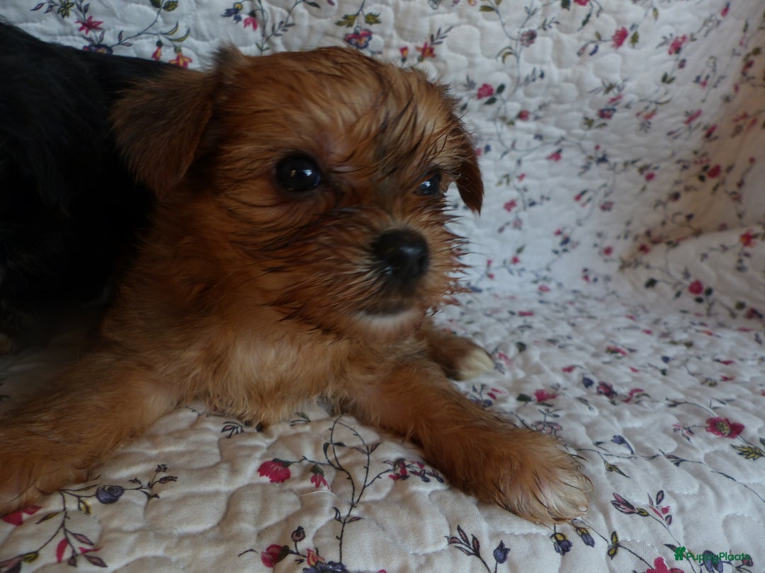 Yorkshire Terriër honden te koop: 5 pups Yorkshire Terrier gezond niet doorgefokt - Advertentie 6