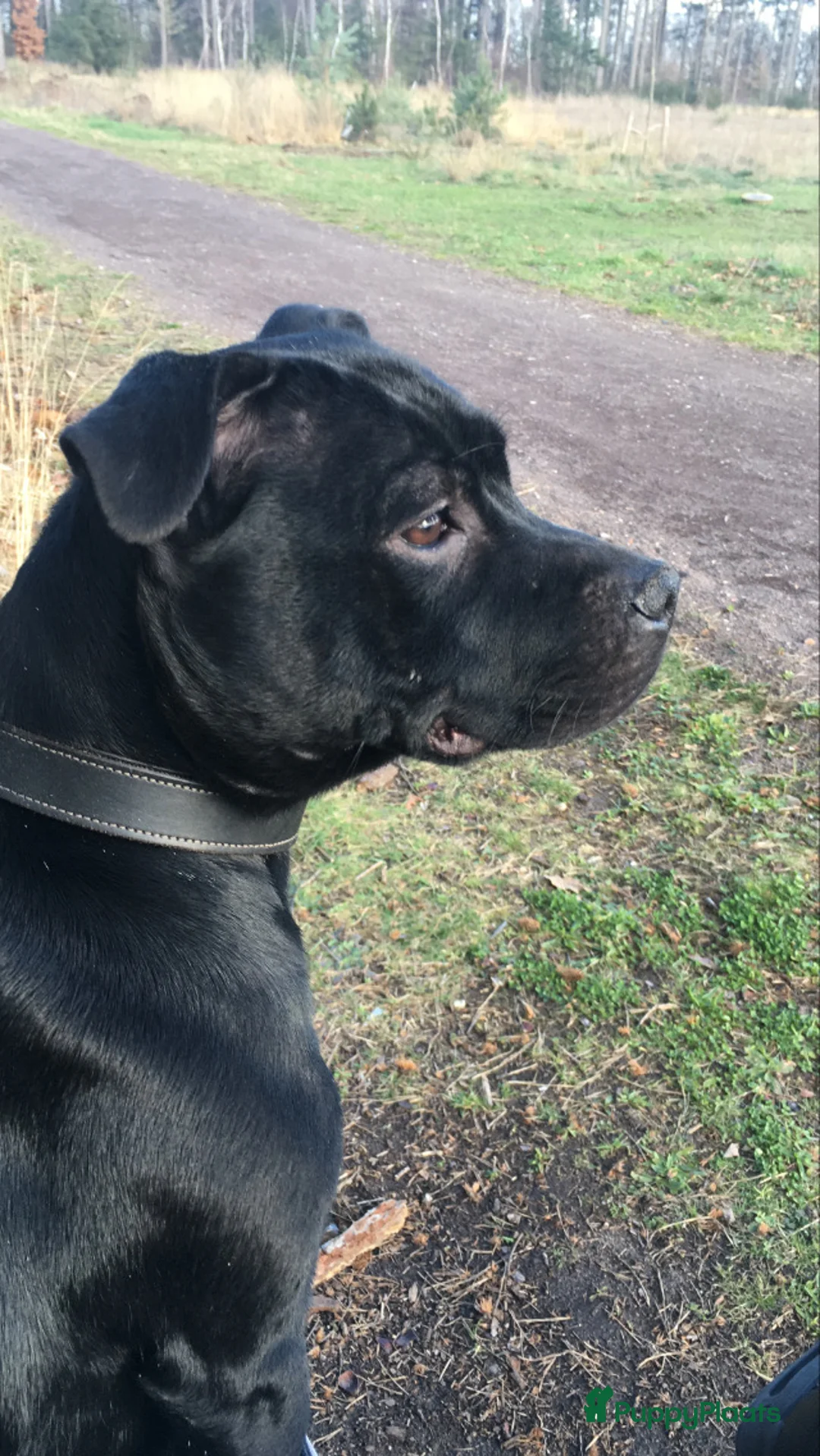 Engelse Stafford honden te koop: Engelse Stafford pups (Staffordshire bull terriër) - Advertentie 1