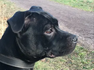 Engelse Stafford honden Engelse Stafford pups (Staffordshire bull terriër) - Advertentie 1