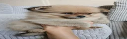 Pomchi honden te koop: Pomeriaan pups - Advertentie 5