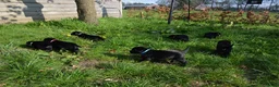Goldador honden te koop: Lieve Goldador pups mogen naar hun nieuwe huisje - Advertentie 8
