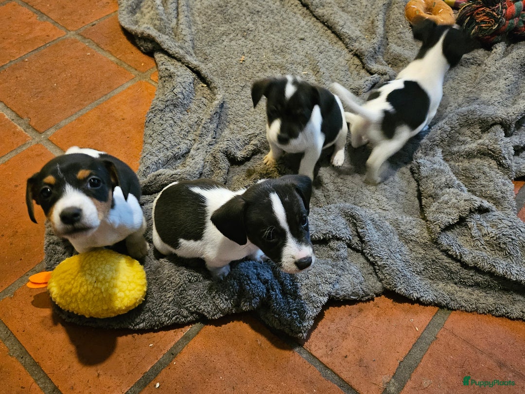 Jack Russel Terriër honden te koop: Jack russel pups (laagbenig) in Baarle-Nassau - Afbeelding 1