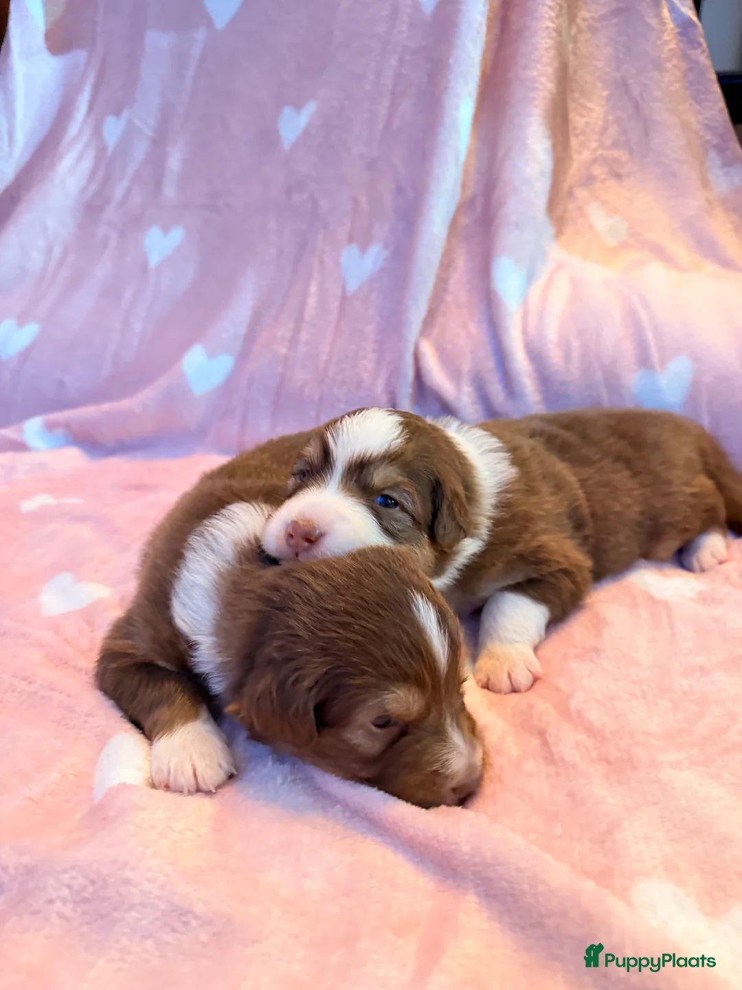 Australian Shepherd honden te koop: Australische Herder nestje  - Advertentie 6