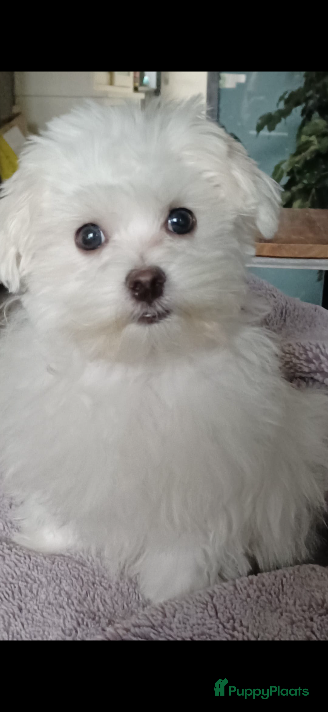 Maltezer honden te koop: Toy Maltezer pups - Advertentie 22