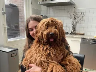 Australian Labradoodle honden Australian Labradoodle dekreu – volledig getest - Advertentie 5