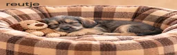 Kruising honden te koop: Super mooie kaninchen x dwerg teckel pups - Advertentie 3