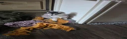 Pomsky honden te koop: Pomsky  - Advertentie 4