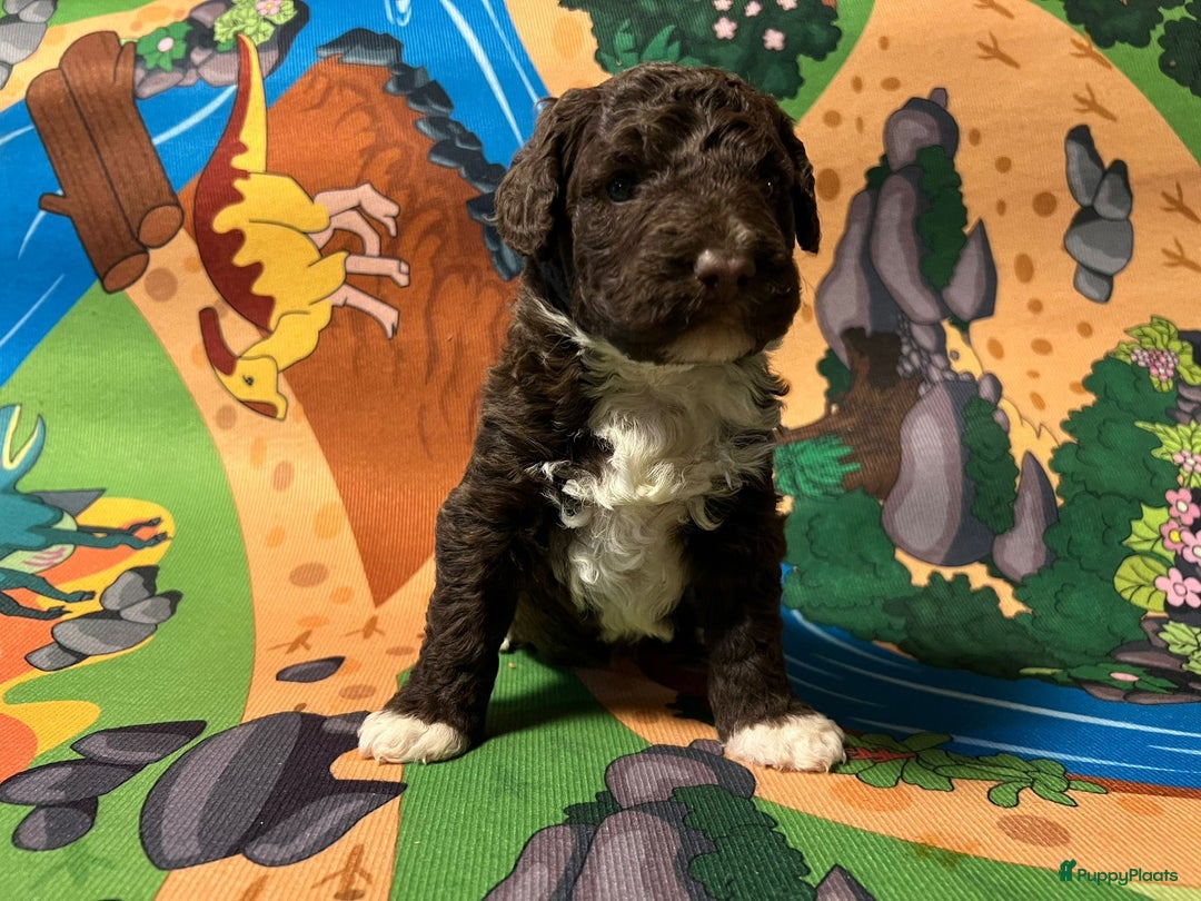 Spaanse Waterhond honden te koop: Spaanse Waterhond pups  - Advertentie 8