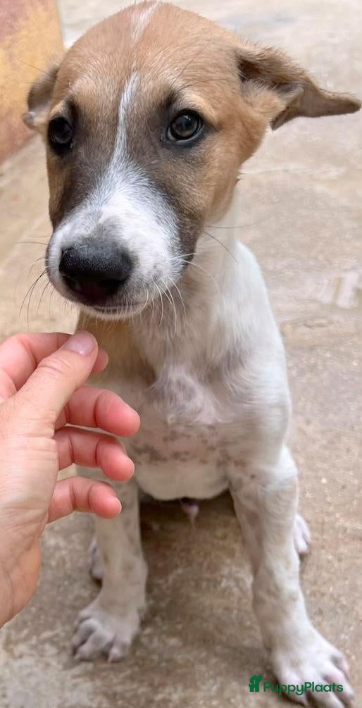 Kruising honden Dodie is helemaal klaar voor vertrek  - Advertentie 1