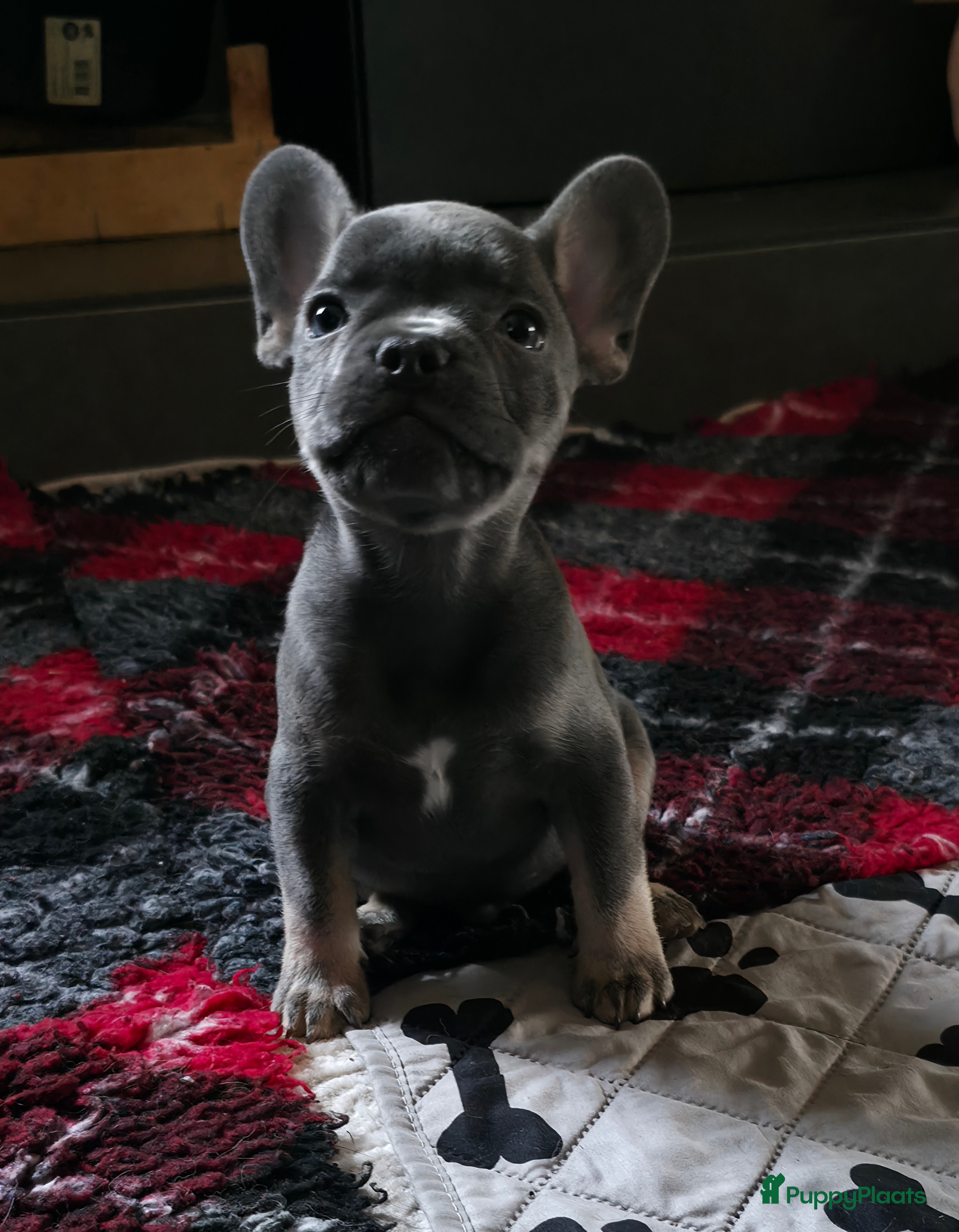 Franse Bulldog honden Super knappe, raszuivere franse bulldog pups - Advertentie 1