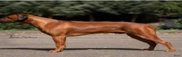 Rhodesian Ridgeback honden te koop: Prachtige Rhodesian Ridgeback pups met stamboom  - Advertentie 20