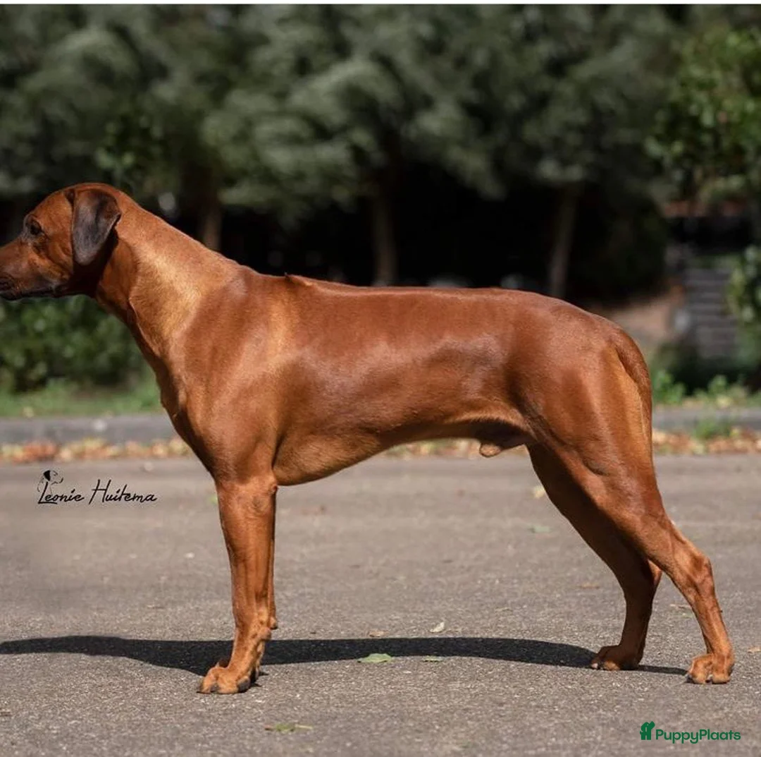 Rhodesian Ridgeback honden te koop: Prachtige Rhodesian Ridgeback pups met stamboom  - Advertentie 20