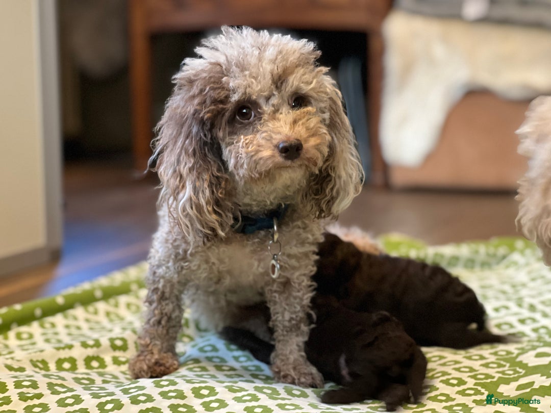 Poedel Toy honden te koop: Schitterende choco toypoedel pups uit merle moeder - Advertentie 8