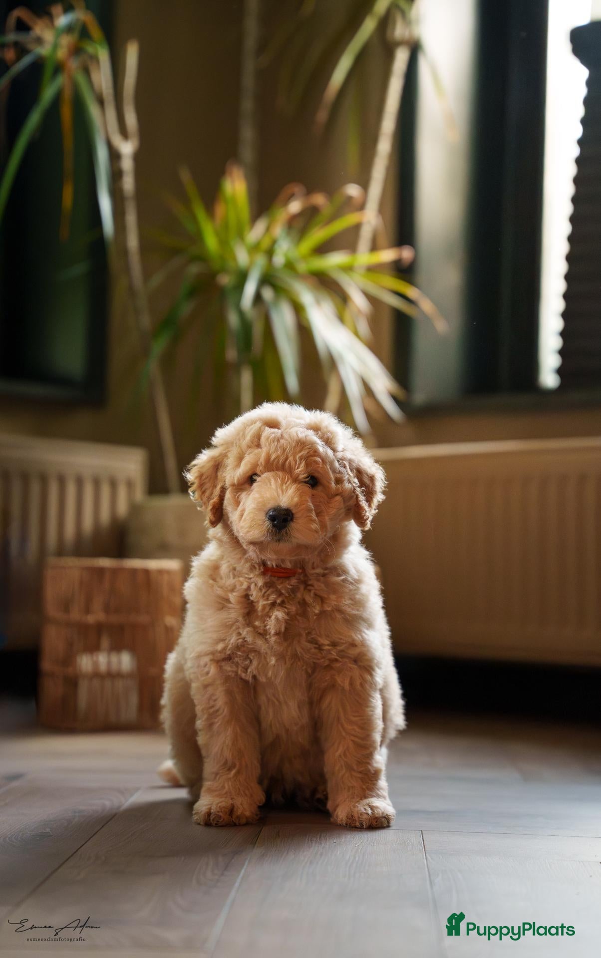 Kruising honden Multigen Bernedoodle Medium pups beschikbaar - Advertentie 2