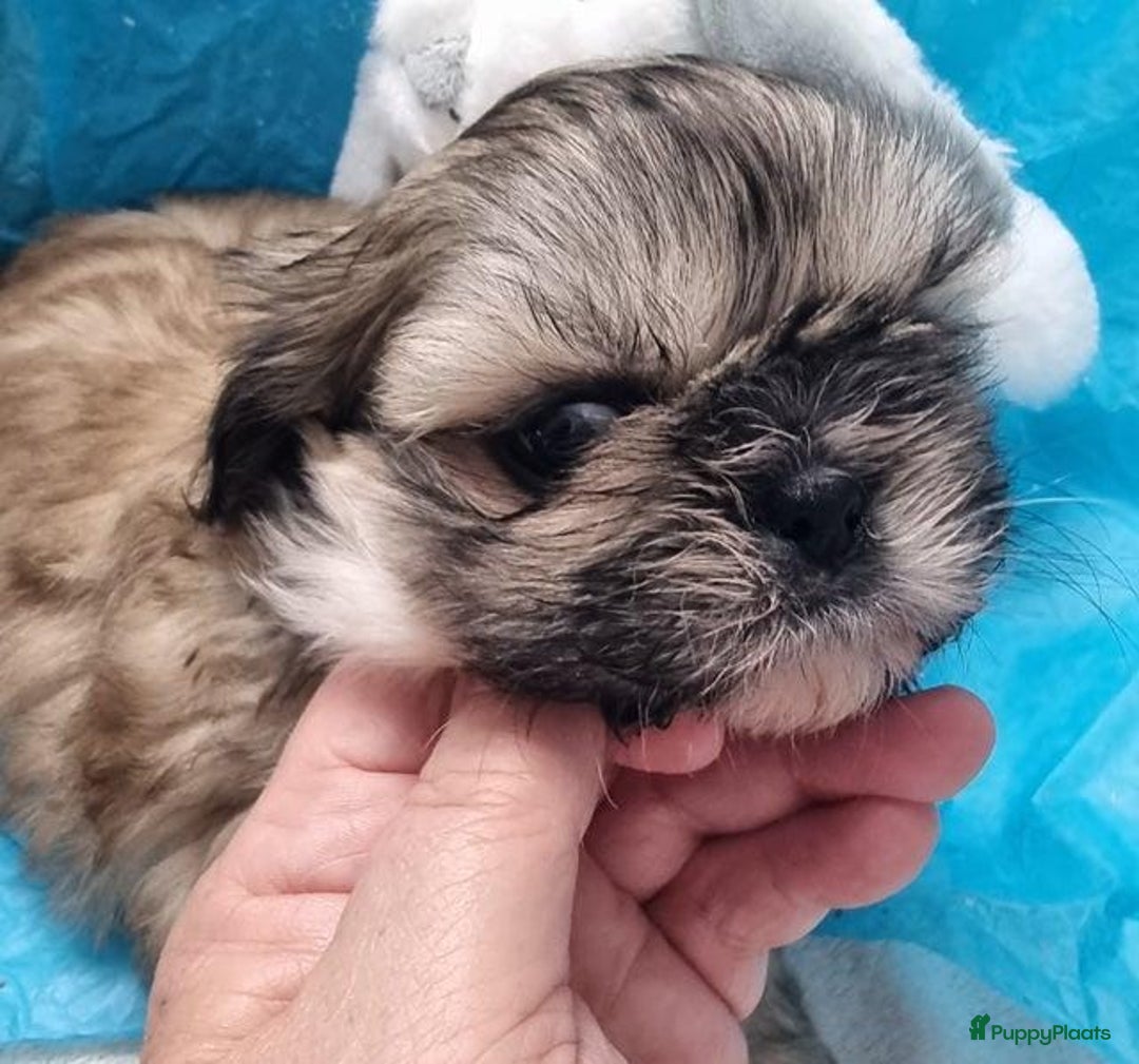Shih Tzu honden te koop: Imperial Shih Tzu puppy's  - Advertentie 5